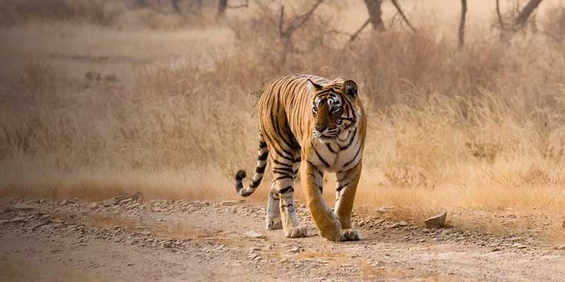 South India Splendour Tour Packages from Chennai