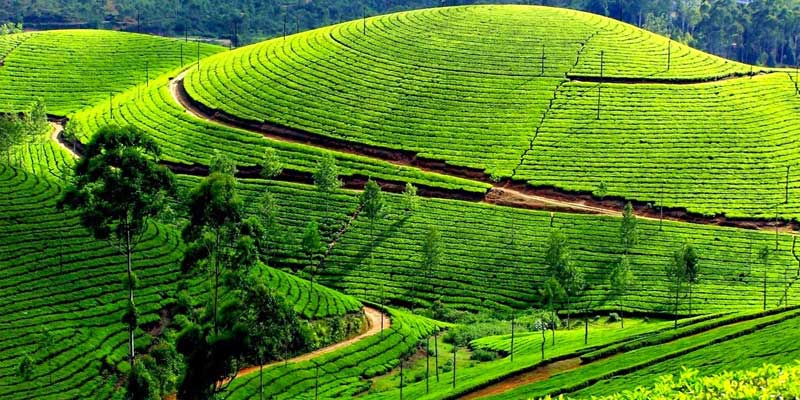 Ooty Tour Package from Chennai